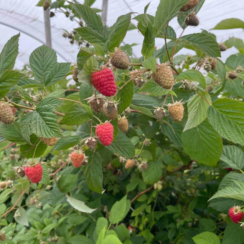 Organic Ruby Jewel Raspberries (Bundle of 3) Grow Organic