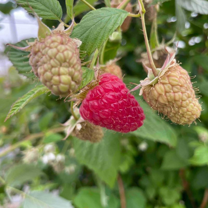 Organic Ruby Jewel Raspberries (Bundle of 3) Grow Organic