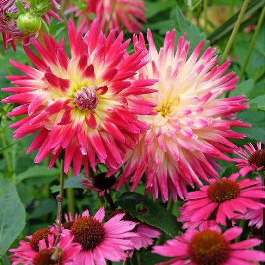Mingus Julie Cactus Dahlia Bulbs (Pack of 2) Netherland Bulb Company