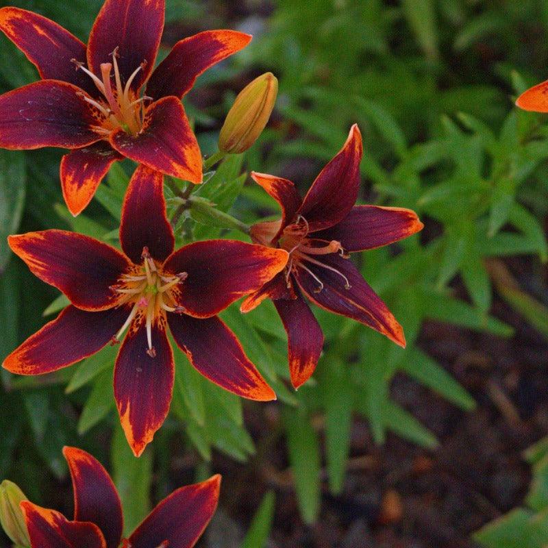 lily asiatic red Lilium Asiatic Forever Susan (Pack of 2) – Grow Organic