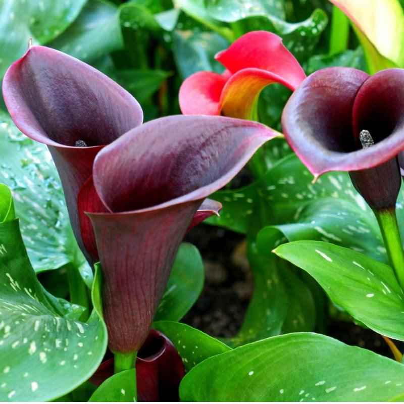 Barracuda Calla Lily Bulbs (Pack of 1)