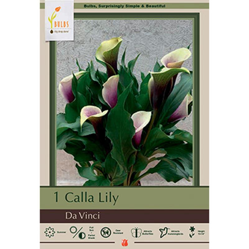 Da Vinci Calla Lily Bulbs (Pack of 1) Netherland Bulb Company
