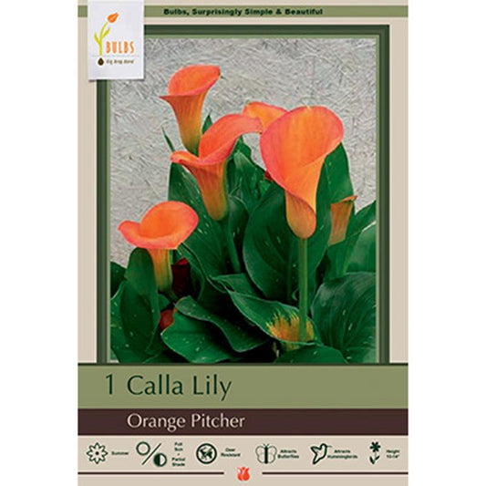 Orange Pitcher Calla Lily Bulbs (Pack of 1) Netherland Bulb Company
