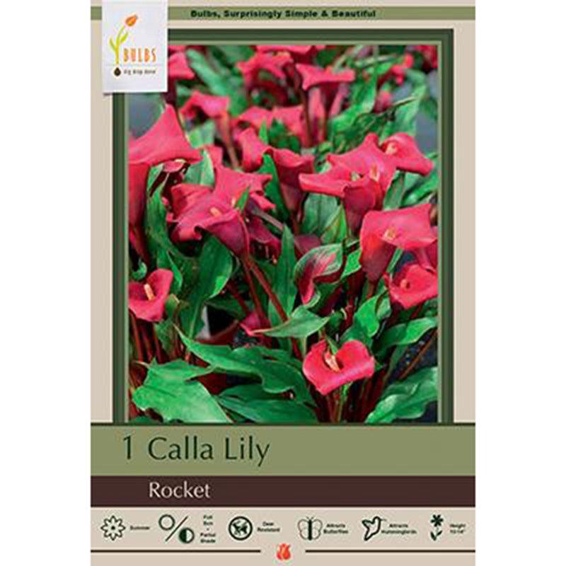 Rocket Calla Lily Bulbs (Pack of 1) Netherland Bulb Company