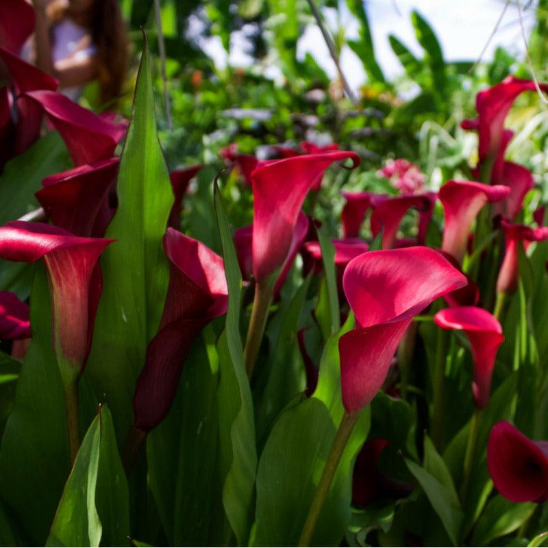 rocket lily flower Rocket Calla Lily Bulbs (Pack of 1)