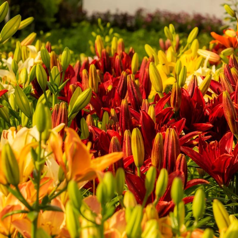 Lilium Asiatic Sunset Blend (Pack of 8) Grow Organic