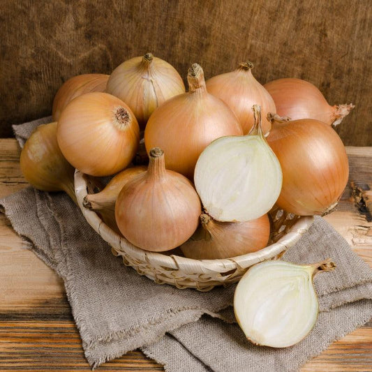 Onion Sets Dutch - Yellow Stuttgarter (Pack of 75) Grow Organic