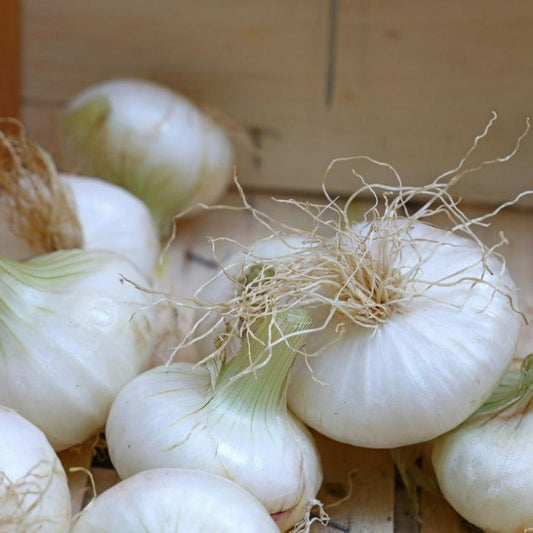 Onion Sets Dutch - White Snowball (Pack of 75) Grow Organic