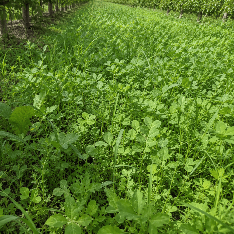 Peaceful Valley Orchard Cover Crop Mix LB Grow Organic