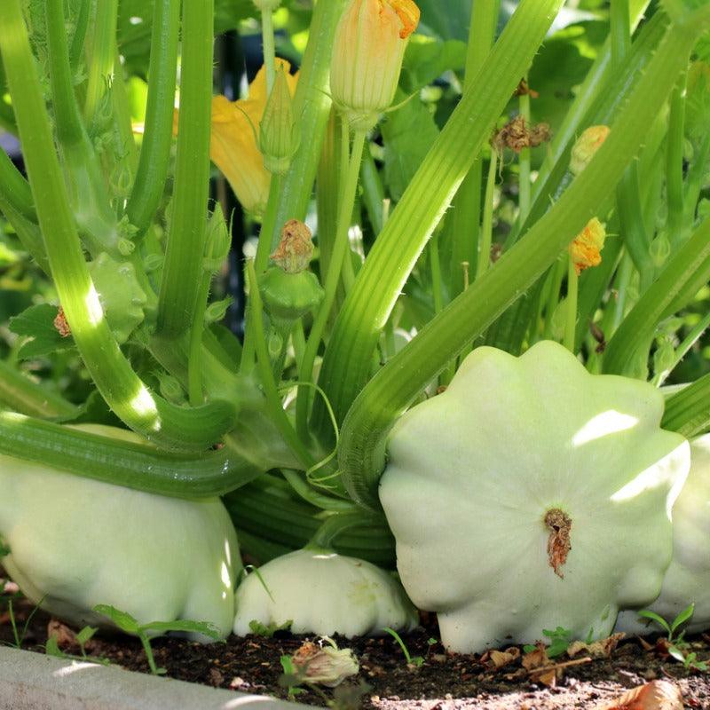 White Scallop Bush Summer Squash Seeds (Organic) San Diego Seed Company