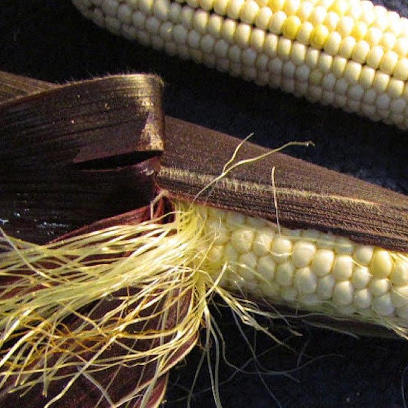 Martian Jewels Corn Seeds San Diego Seed Company