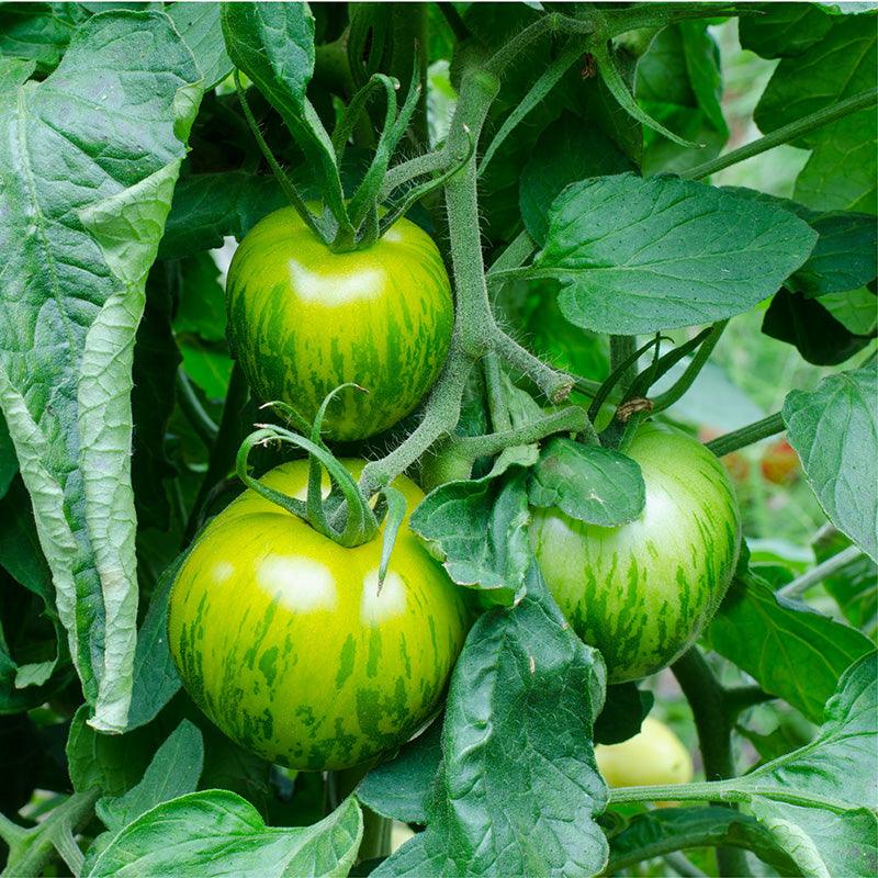 Green Zebra Tomato Seeds (Organic) San Diego Seed Company