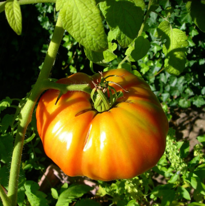 Hillbilly Tomato Still on the vine and Ripe