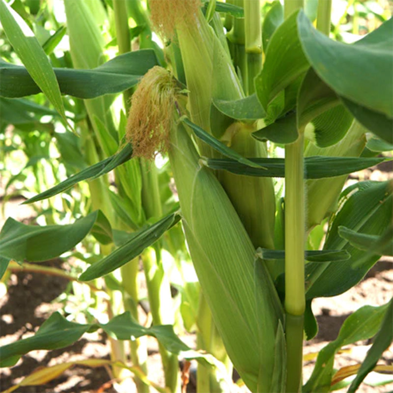 A live temptress corn stalk with a group of ears growing