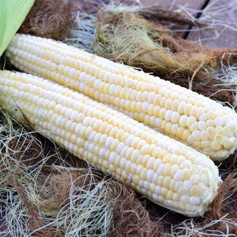 Serendipity Corn Seeds Territorial Seed Company