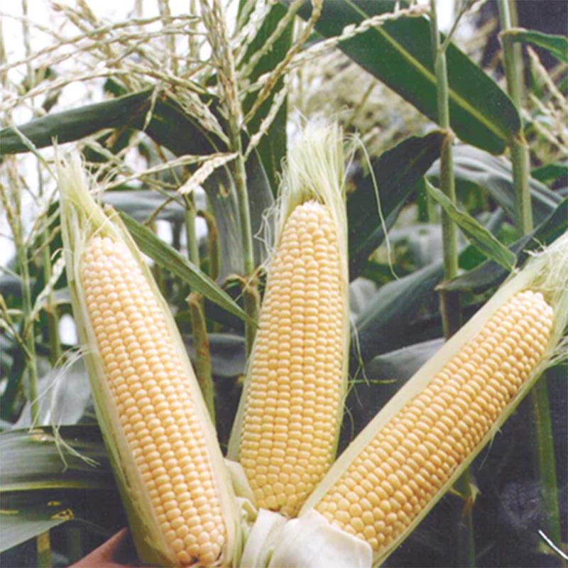 Sugar Buns Corn Seeds Territorial Seed Company