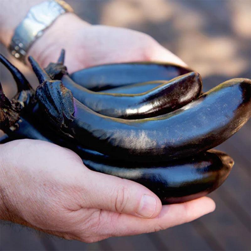 A handful of Millionaire Eggplant 