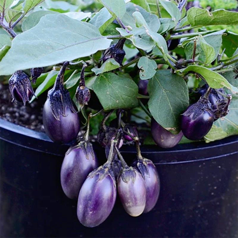A robust grouping of Patio Baby Eggplant growing in a black pot