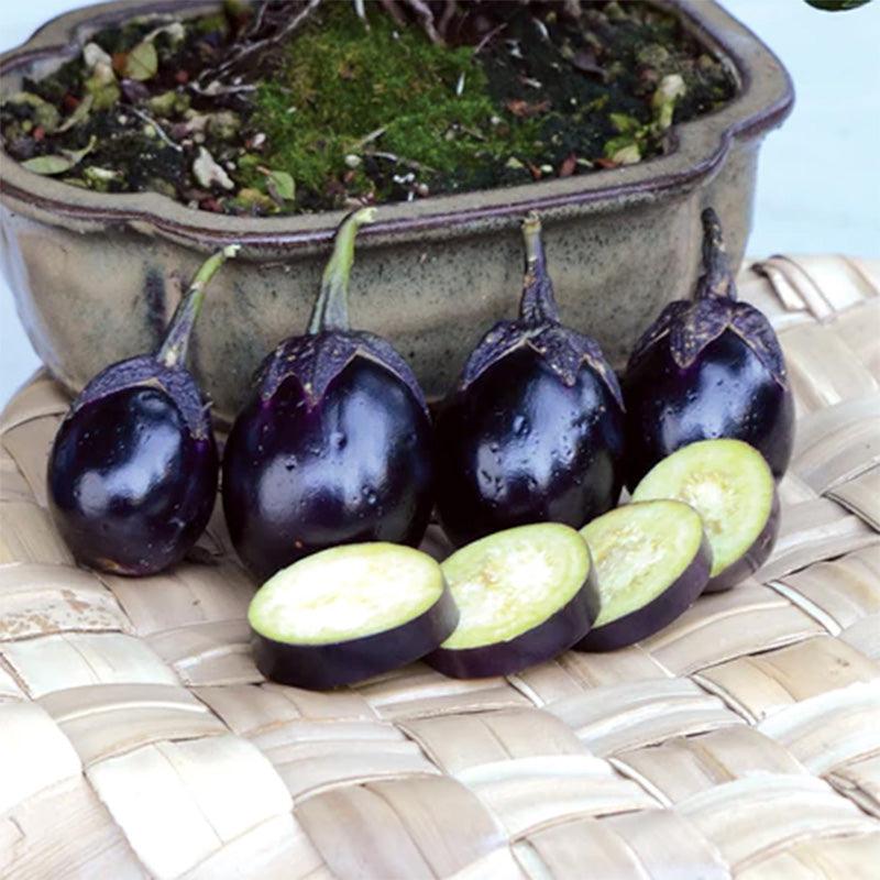 Patio Baby Eggplant Seeds Territorial Seed Company