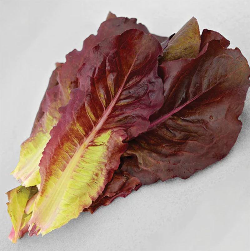 Devil's Tongue Lettuce Seeds (Organic) Territorial Seed Company
