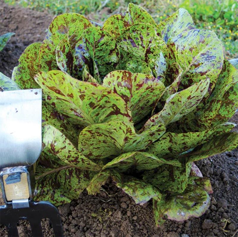 Flashy Trout's Back Lettuce Seeds (Organic) Territorial Seed Company