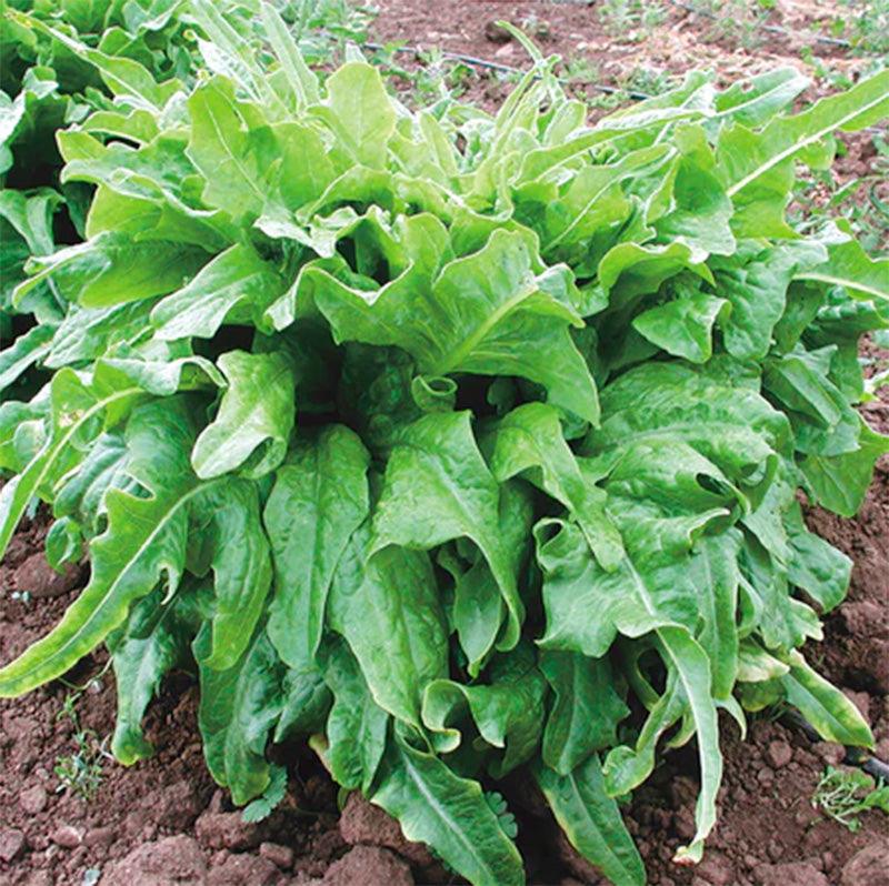 Italianischer Lettuce Seeds (Organic) Territorial Seed Company