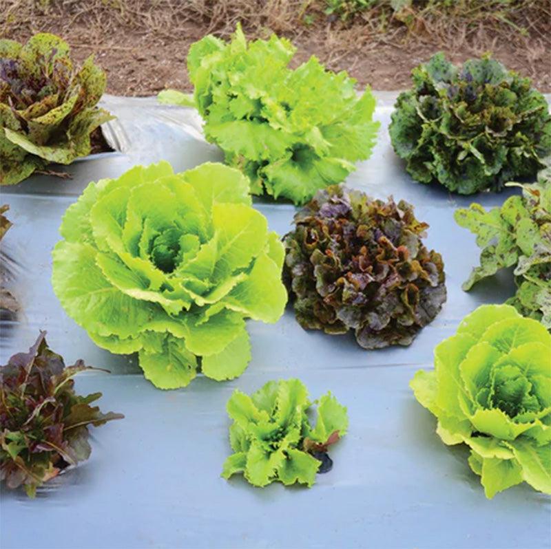 Wildest Garden Lettuce Mix Seeds Territorial Seed Company