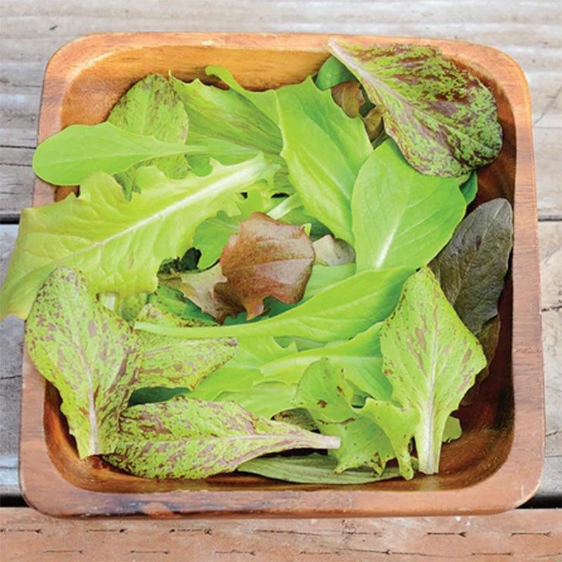 Wildest Garden Lettuce Mix Seeds Territorial Seed Company
