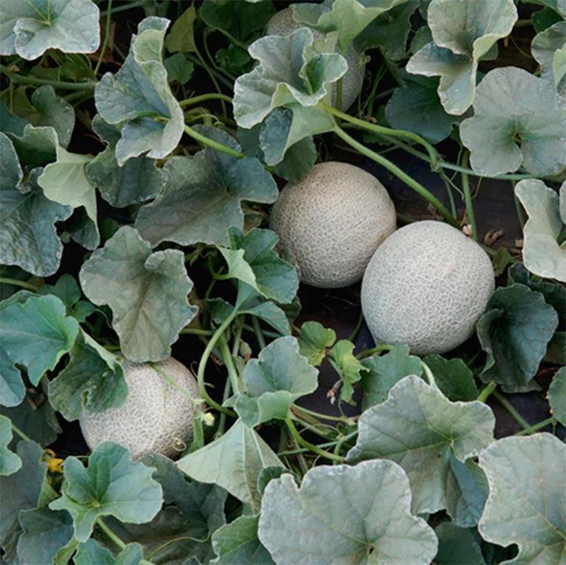 Vines and fruits of Sugar Cube Melons, still in the field and growing