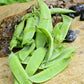 Avalanche Pea Pods piled together against a brown rock background 