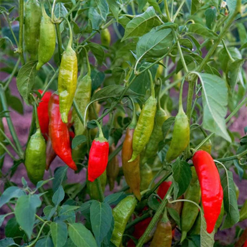 Aji Rico Hot Pepper Seeds Territorial Seed Company