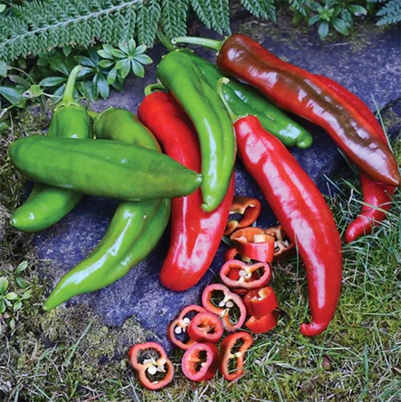 hot pepper seeds for planting Anaheim College 64 Hot Pepper Seeds