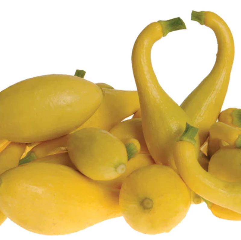 Delta Summer Squash Seeds Territorial Seed Company