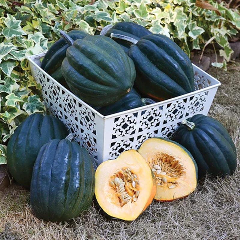 Reno Winter Squash Seeds Territorial Seed Company