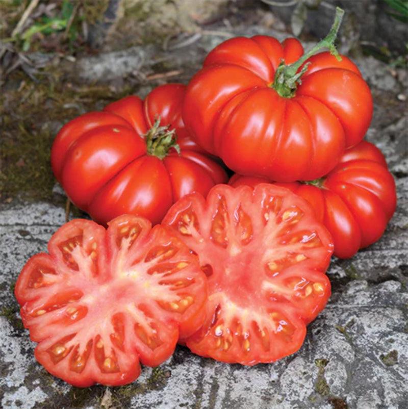 Costoluto Fiorentino Tomato Seeds Territorial Seed Company