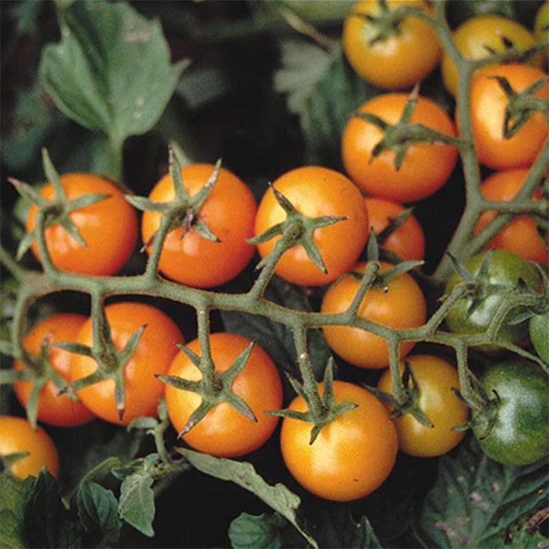 Sungold Cherry Tomato Seeds Territorial Seed Company