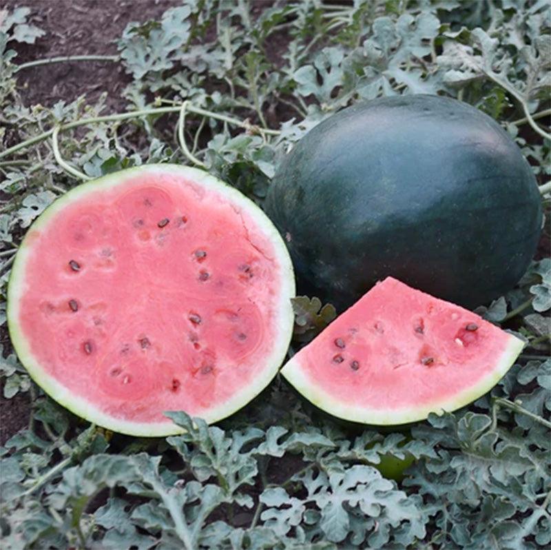 Blacktail Mountain  Watermelon Seeds (Organic) Territorial Seed Company