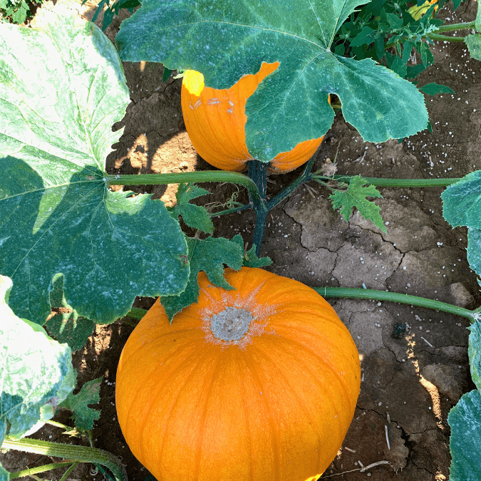Howden Pumpkin Territorial Seed Company