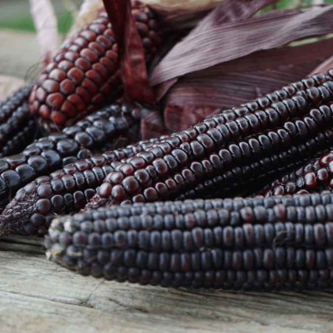 Dakota Black Popcorn Corn Territorial Seed Company