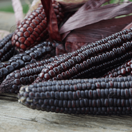 Dakota Black Popcorn Corn Territorial Seed Company