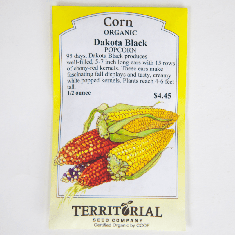 Dakota Black Popcorn Corn Territorial Seed Company