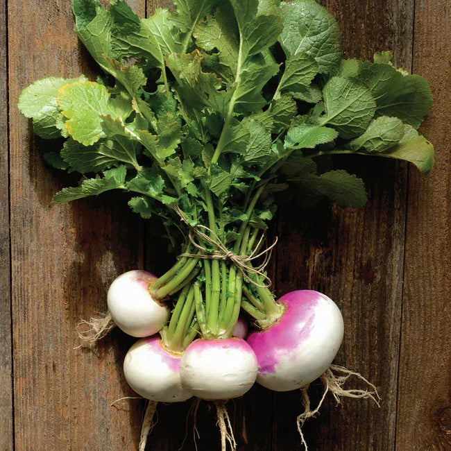 Organic Turnip Fort Umpqua Seeds Territorial Seed Company