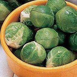 Brussels Sprout Dimitri Seeds Territorial Seed Company