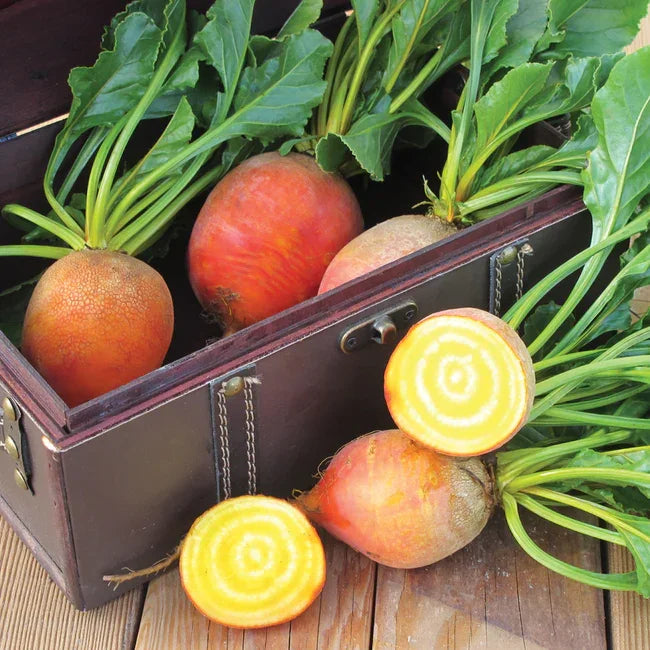 Beet Touchstone Gold Seeds Territorial Seed Company