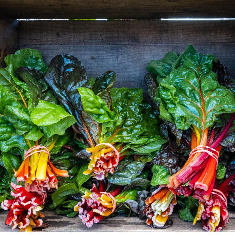 Prismatic Rainbow Chard Seeds (Organic) Southern Exposure Seed Exchange