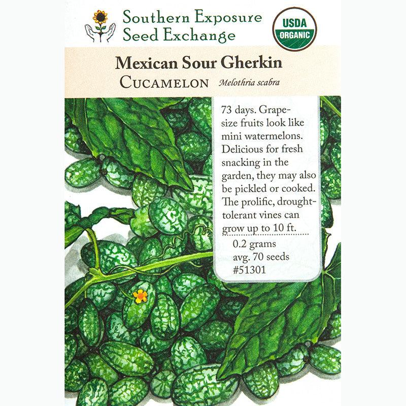 Mexican Sour Gherkin Seeds (Organic) Southern Exposure Seed Exchange