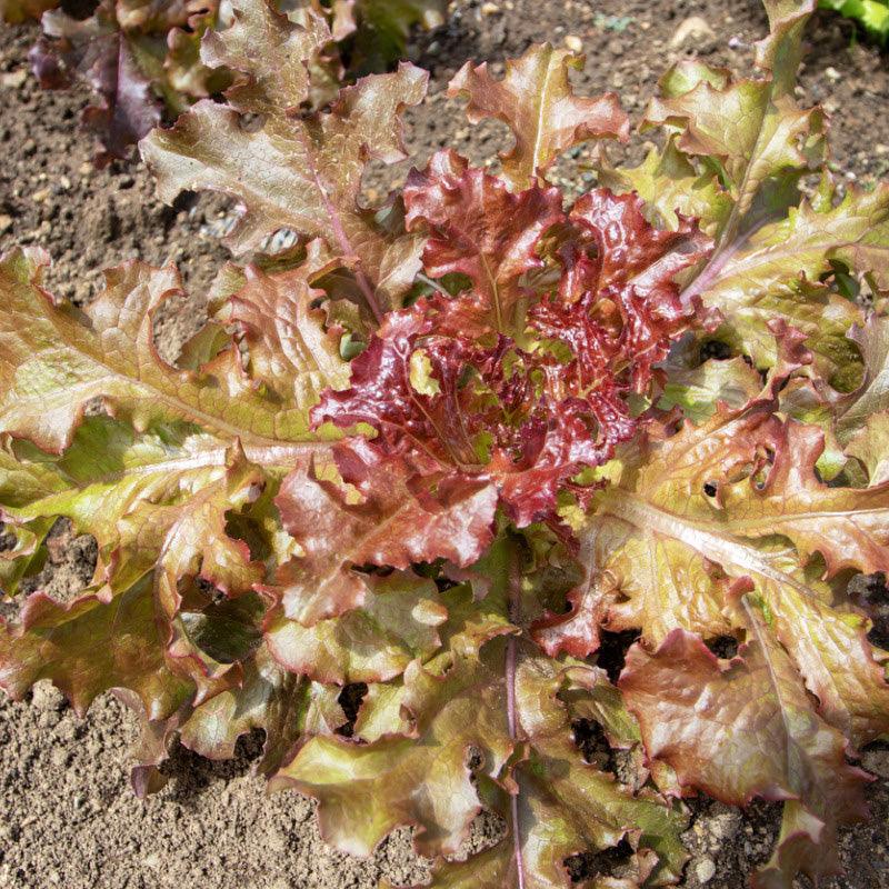 Red Sails Loose Leaf Lettuce Seeds (Organic) Southern Exposure Seed Exchange