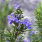A rosemary bush with flowering purple blooms