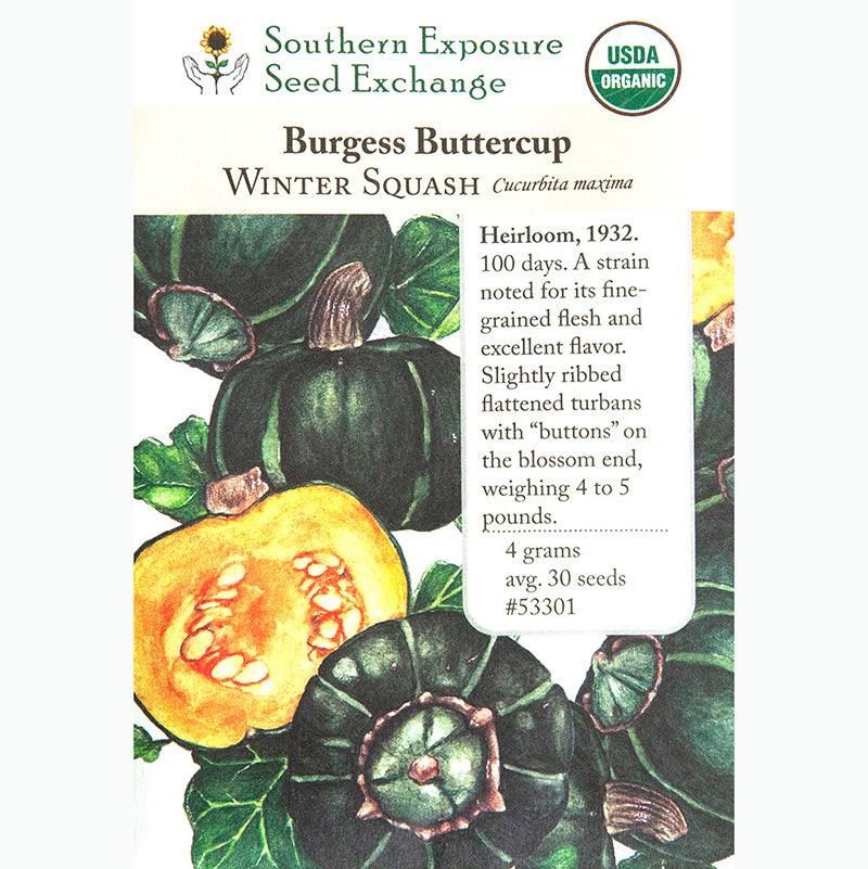 Burgess Buttercup Winter Squash Seeds (Organic) Southern Exposure Seed Exchange