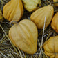 Thelma Sanders Sweet Potato Winter Squash, A pale yellowish acorn shaped winter squash